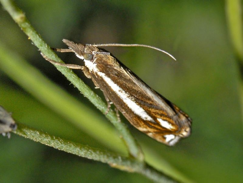 Un Crambide da identificare. Crambus ericella - Tortricidae